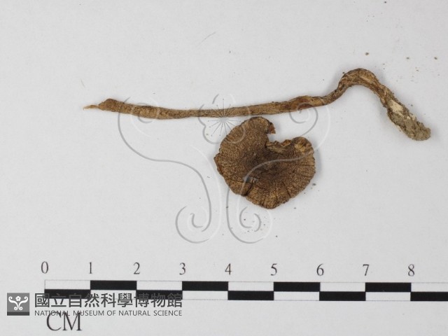 登錄號:F0003376藏品圖，第3張