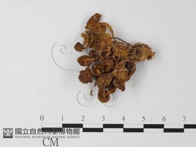 小菇屬藏品圖，第3張