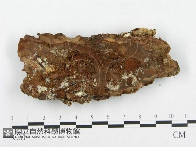 登錄號:F0008261藏品圖，第3張