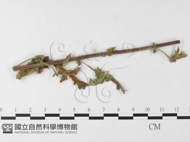 登錄號:F0026261藏品圖，第1張