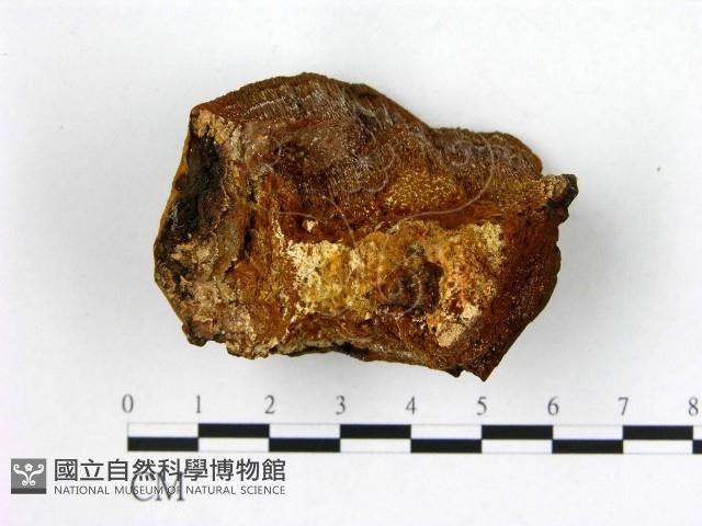 登錄號:F0006261藏品圖，第3張