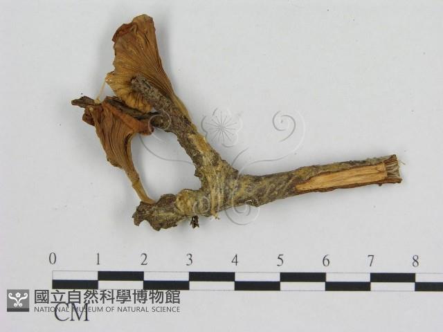 小菇屬藏品圖，第3張