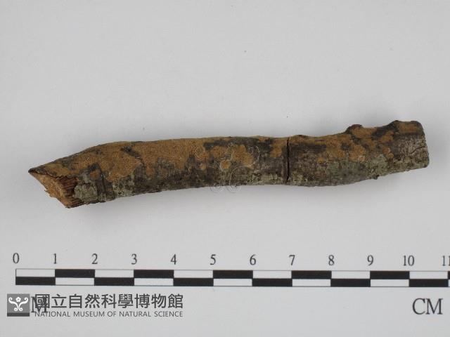 登錄號:F0004261藏品圖，第3張