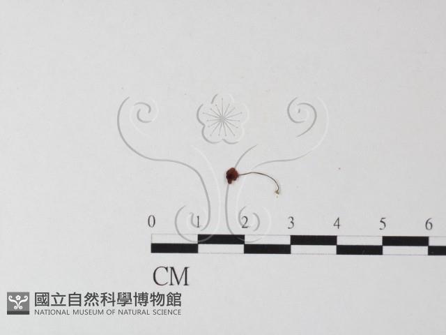 登錄號:F0014261藏品圖，第3張