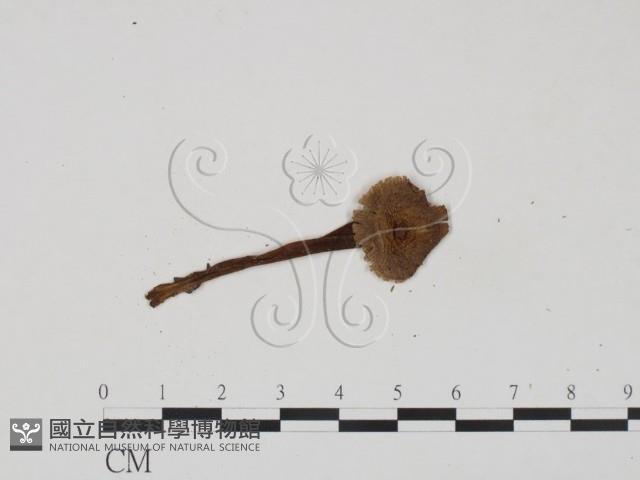 登錄號:F0022261藏品圖，第3張