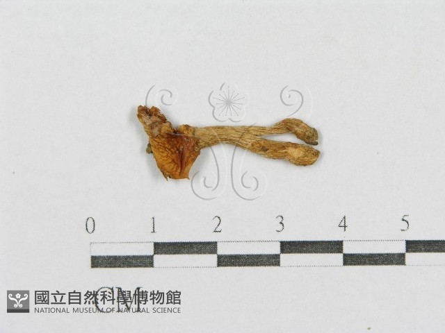 紅菇屬藏品圖，第3張