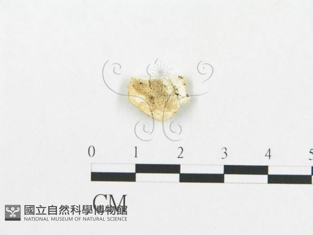 登錄號:F0007261藏品圖，第1張