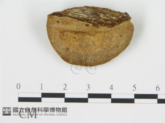 松生擬層孔菌藏品圖，第1張