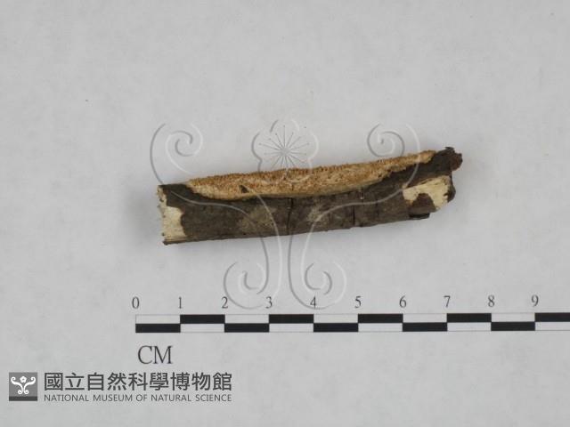 登錄號:F0025261藏品圖，第3張
