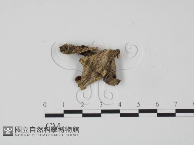 韌革菌屬藏品圖，第3張