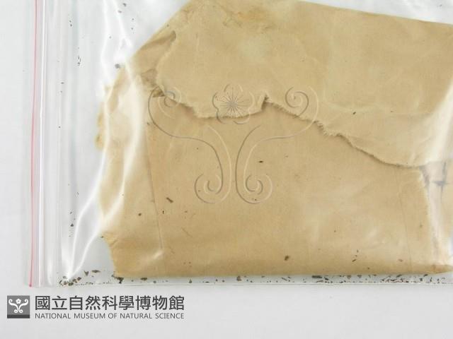 鬼傘屬藏品圖，第3張
