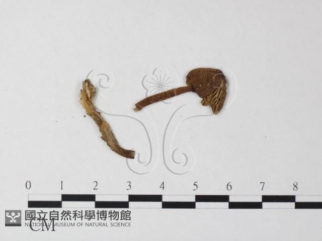 登錄號:F0013261藏品圖，第3張