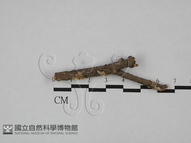 登錄號:F0008861藏品圖，第1張