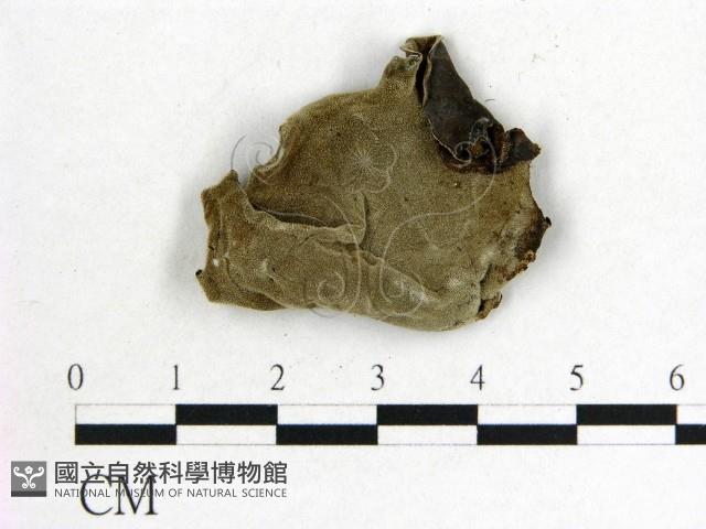 毛木耳藏品圖，第3張