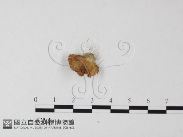 登錄號:F0010861藏品圖，第3張