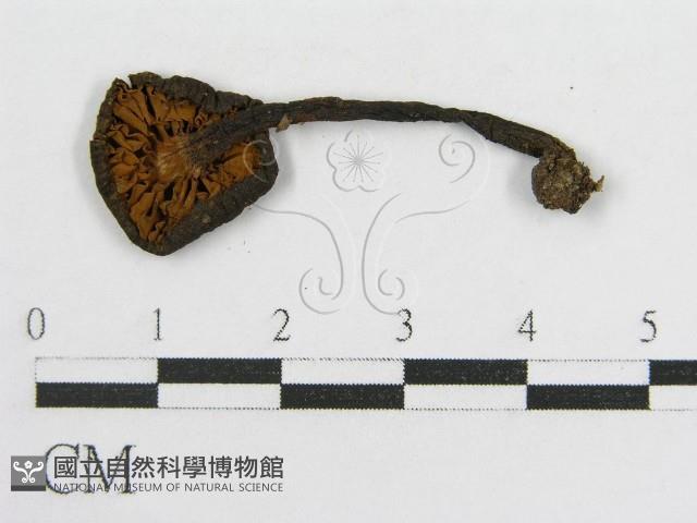 登錄號:F0001861藏品圖，第3張