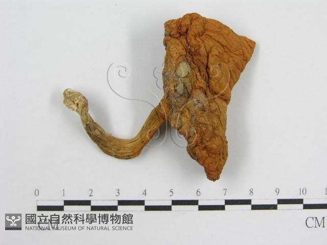 登錄號:F0004861藏品圖，第3張