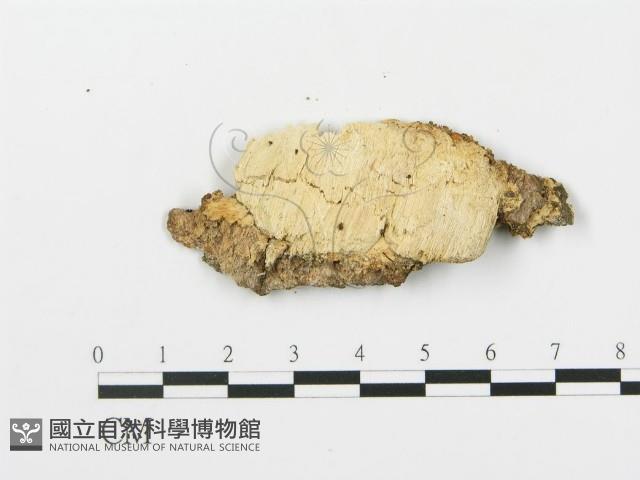 登錄號:F0014861藏品圖，第3張