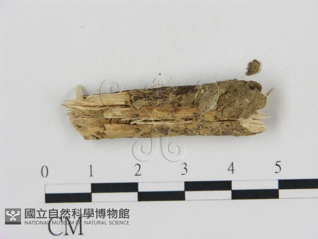 登錄號:F0002861藏品圖，第3張