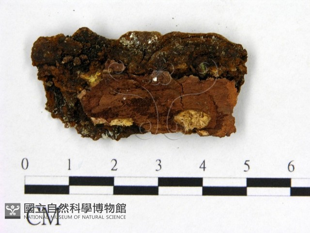 登錄號:F0005861藏品圖，第3張