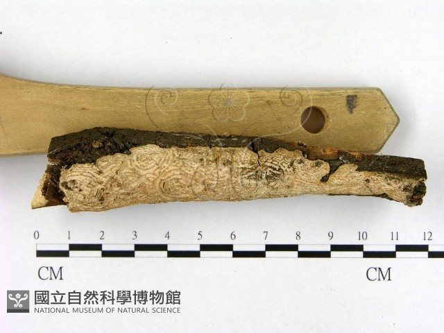 登錄號:F0003861藏品圖，第3張