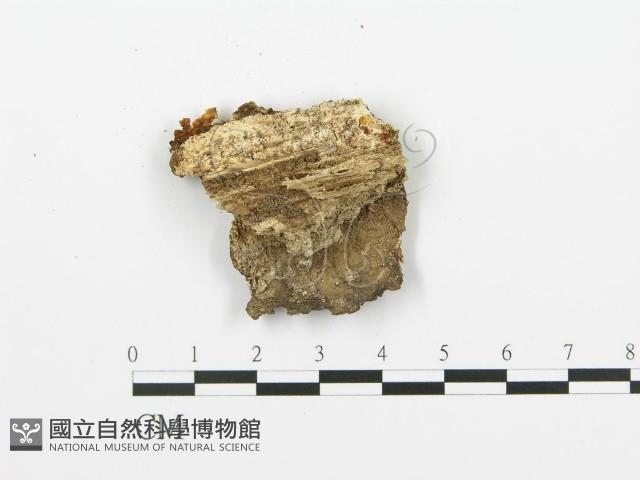 登錄號:F0000961藏品圖，第1張