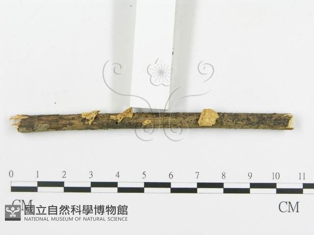 登錄號:F0010961藏品圖，第3張