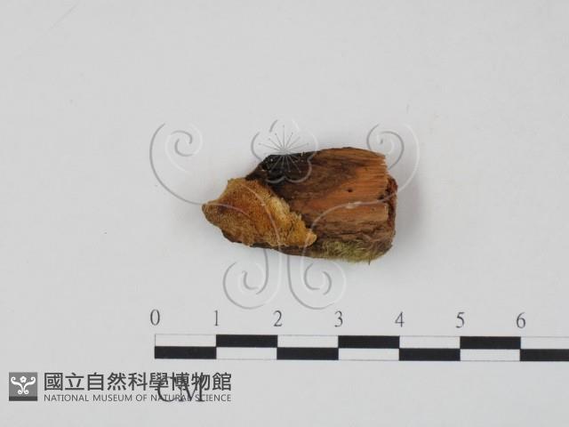 登錄號:F0006961藏品圖，第3張