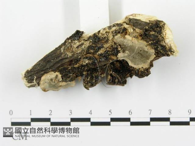 登錄號:F0016961藏品圖，第3張