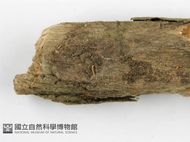 登錄號:F0001961藏品圖，第3張