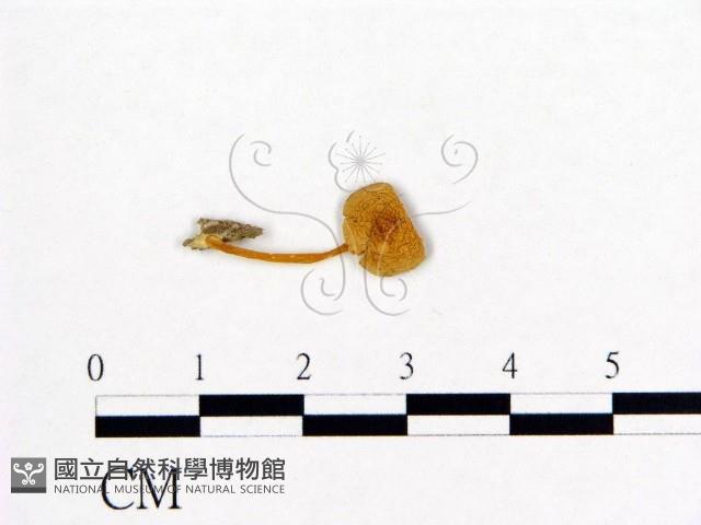 登錄號:F0004961藏品圖，第3張