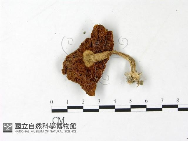登錄號:F0022961藏品圖，第3張
