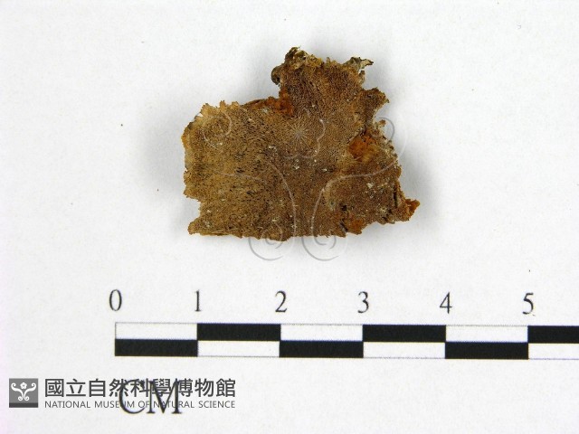 登錄號:F0002961藏品圖，第1張