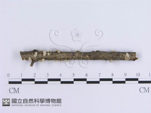 登錄號:F0017961藏品圖，第3張