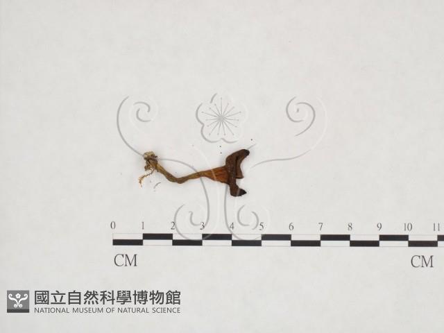 登錄號:F0025961藏品圖，第3張