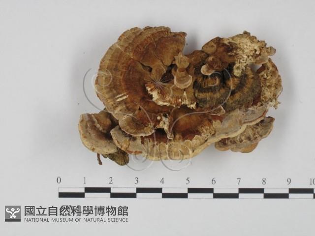 登錄號:F0005961藏品圖，第3張