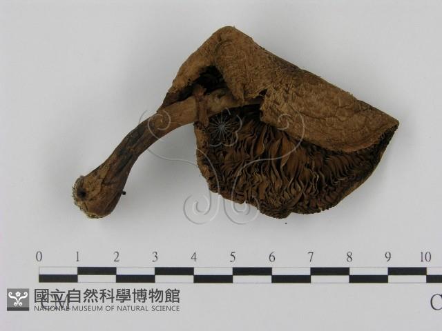 登錄號:F0015961藏品圖，第3張