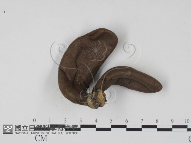 登錄號:F0009961藏品圖，第3張