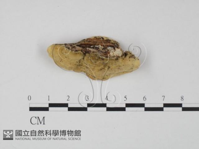 登錄號:F0019961藏品圖，第3張