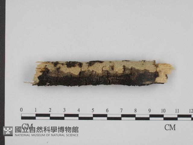 叉絲革菌屬藏品圖，第3張