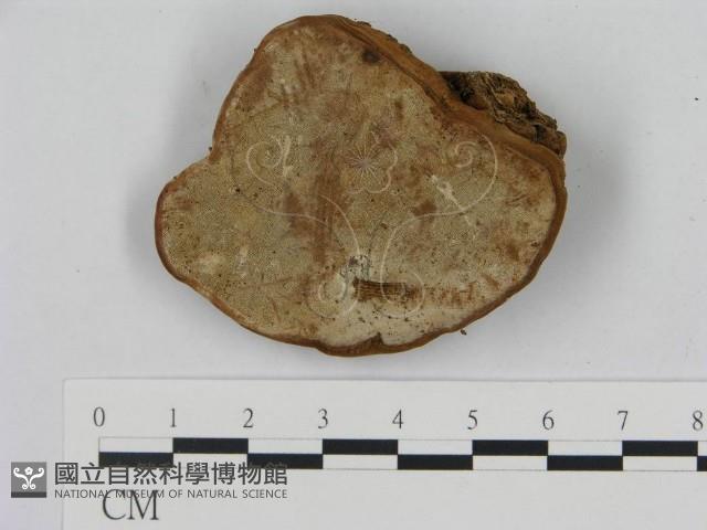 登錄號:F0008661藏品圖，第1張