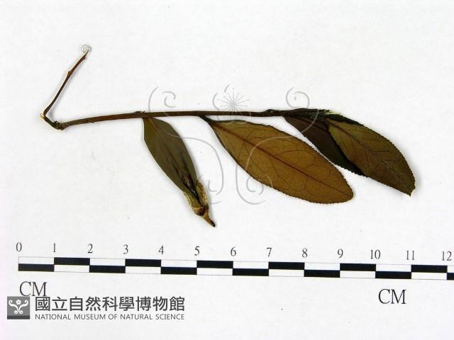 登錄號:F0020661藏品圖，第3張