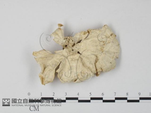 登錄號:F0006661藏品圖，第3張