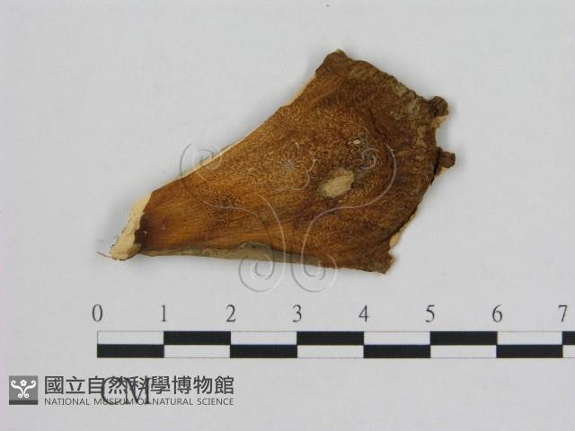 登錄號:F0016661藏品圖，第3張
