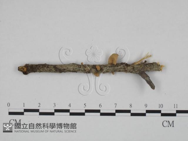 Accession Number:F0024661 Collection Image, Figure 3, Total 3 Figures