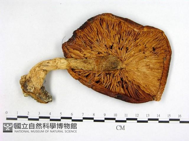 登錄號:F0004661藏品圖，第3張