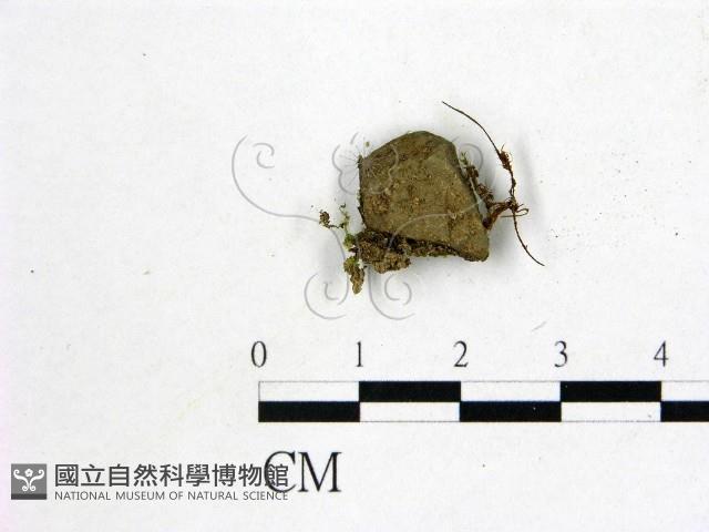 登錄號:F0014661藏品圖，第3張
