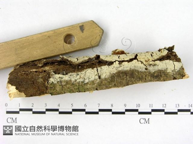 登錄號:F0022661藏品圖，第3張