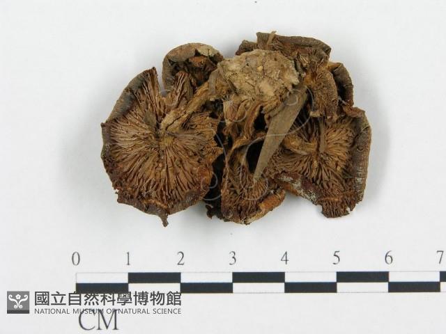 杯傘屬藏品圖，第3張