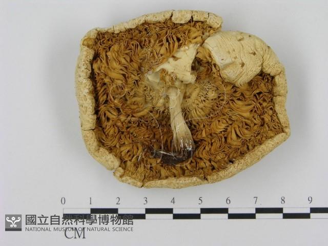 登錄號:F0012661藏品圖，第3張